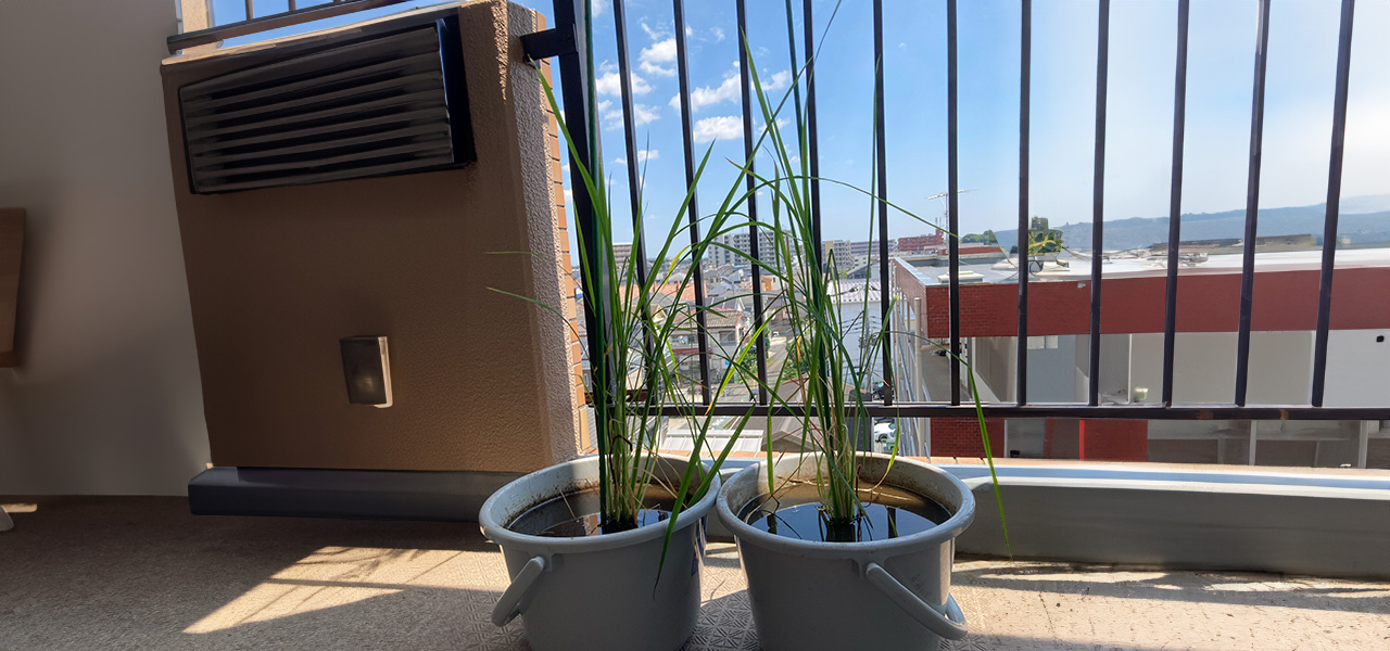 ベランダでの稲の様子